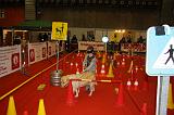 CHIEN GUIDE 003